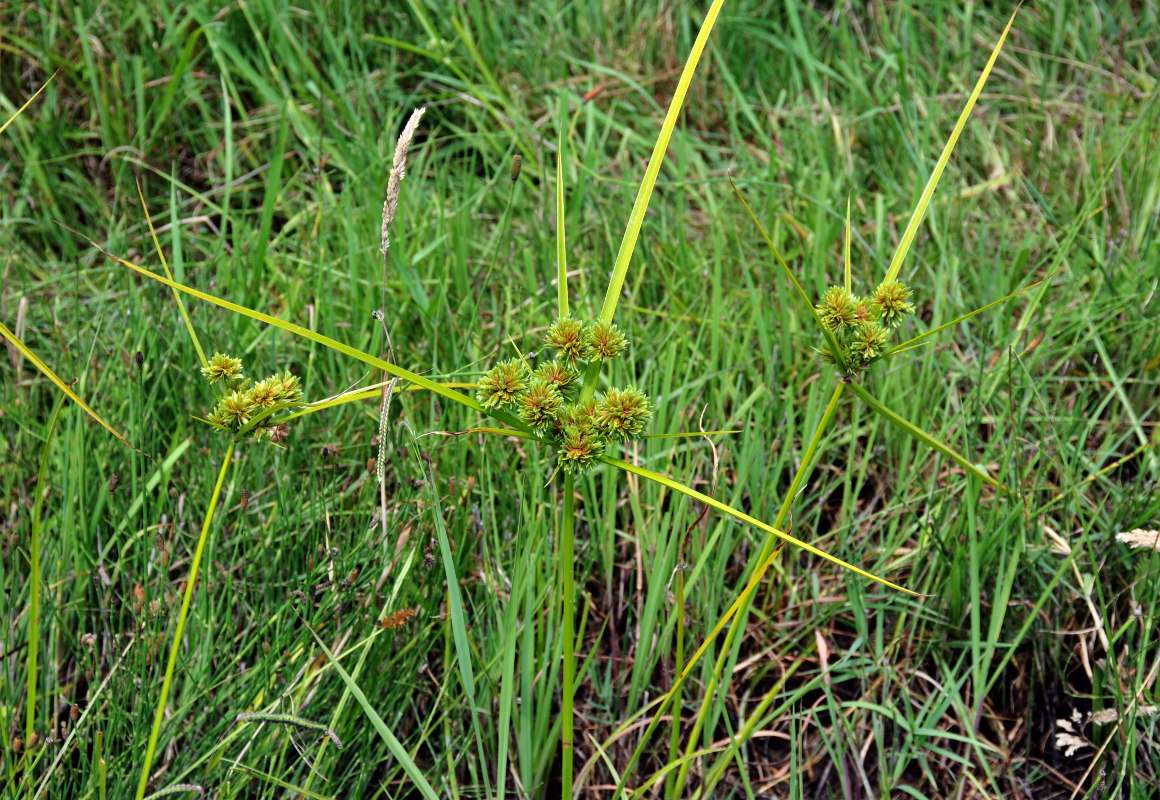 Image of Cyperus eragrostis specimen.