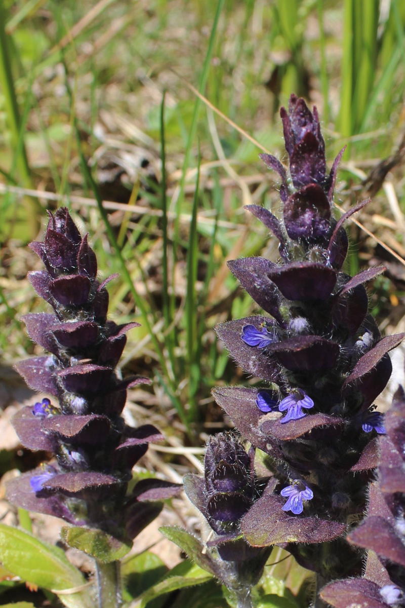 Image of Ajuga pyramidalis specimen.