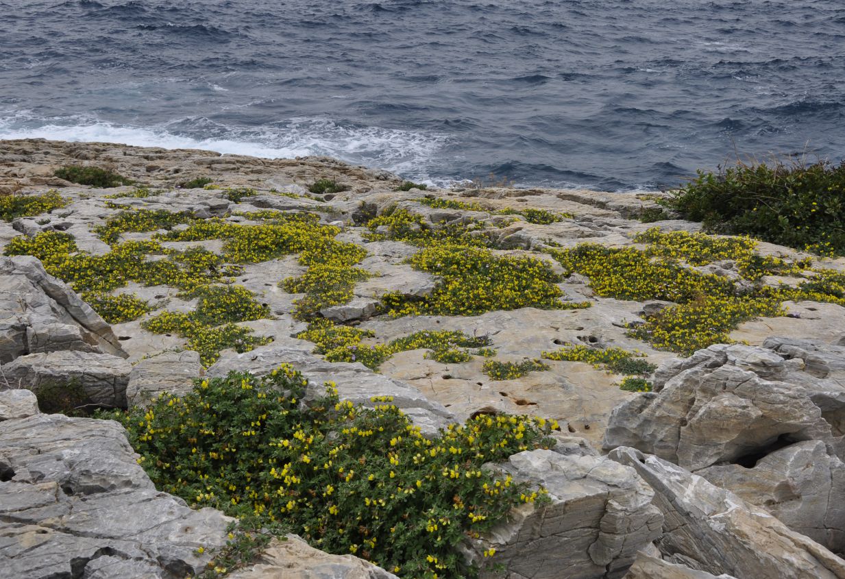 Image of Lotus cytisoides specimen.