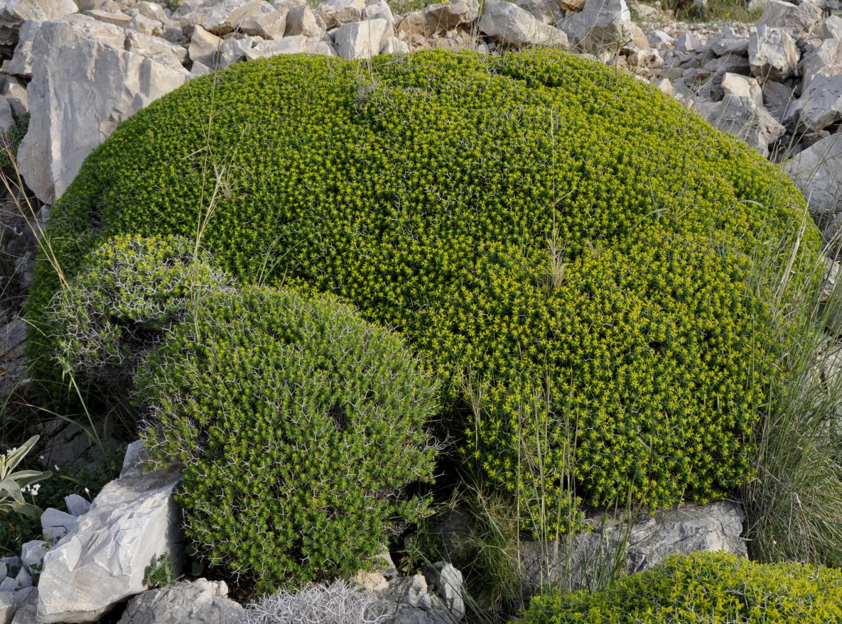 Изображение особи Euphorbia acanthothamnos.