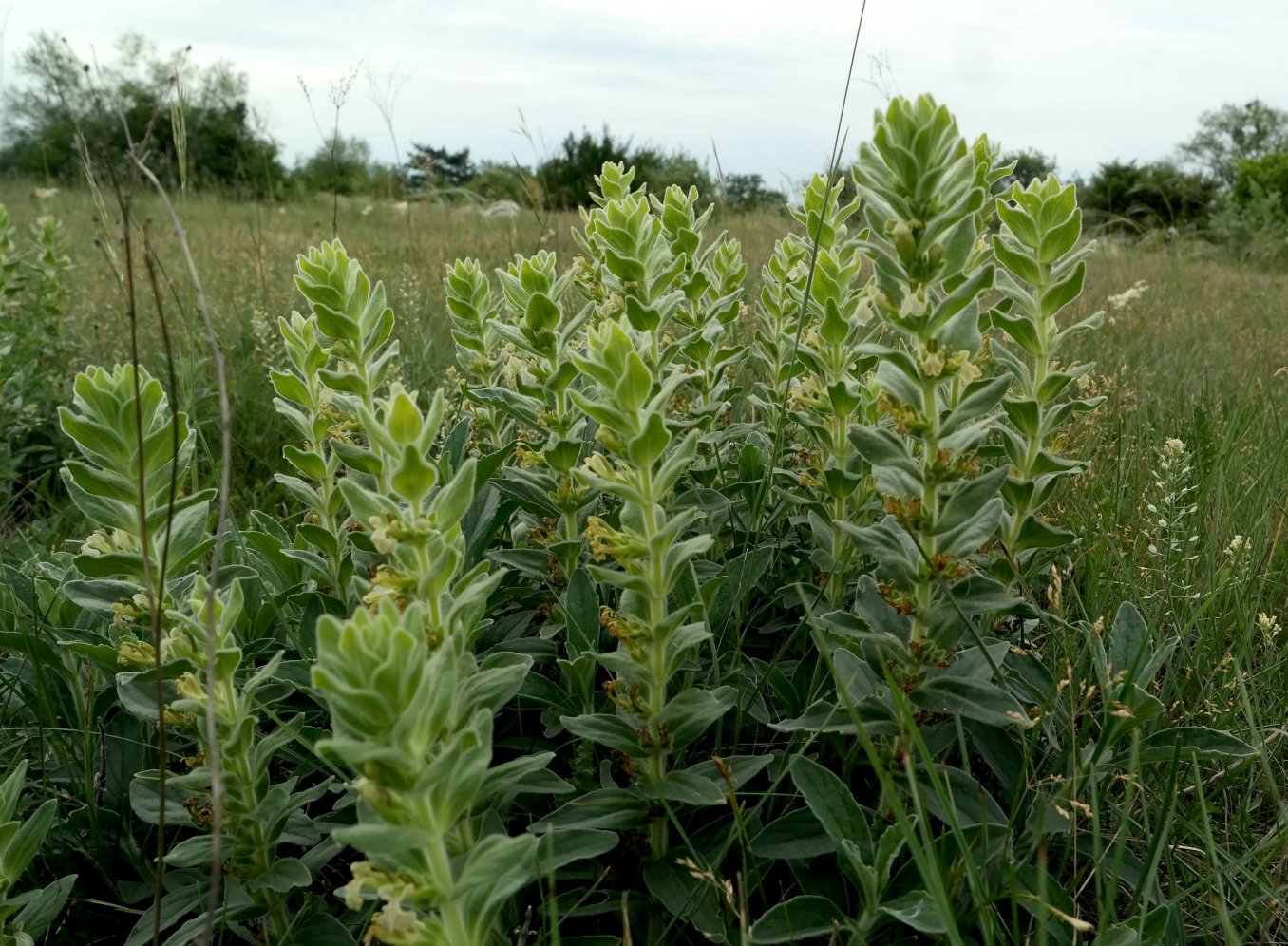 Image of Ajuga laxmannii specimen.