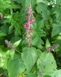 Stachys sylvatica