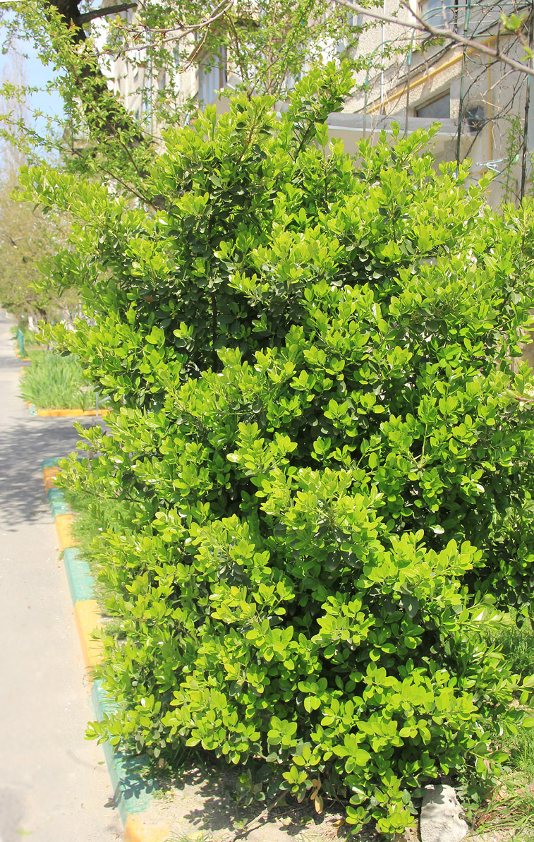 Image of Euonymus japonicus specimen.