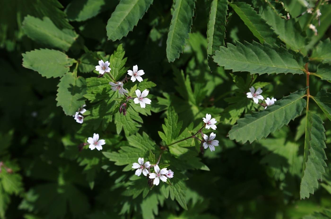 Изображение особи Geranium albiflorum.