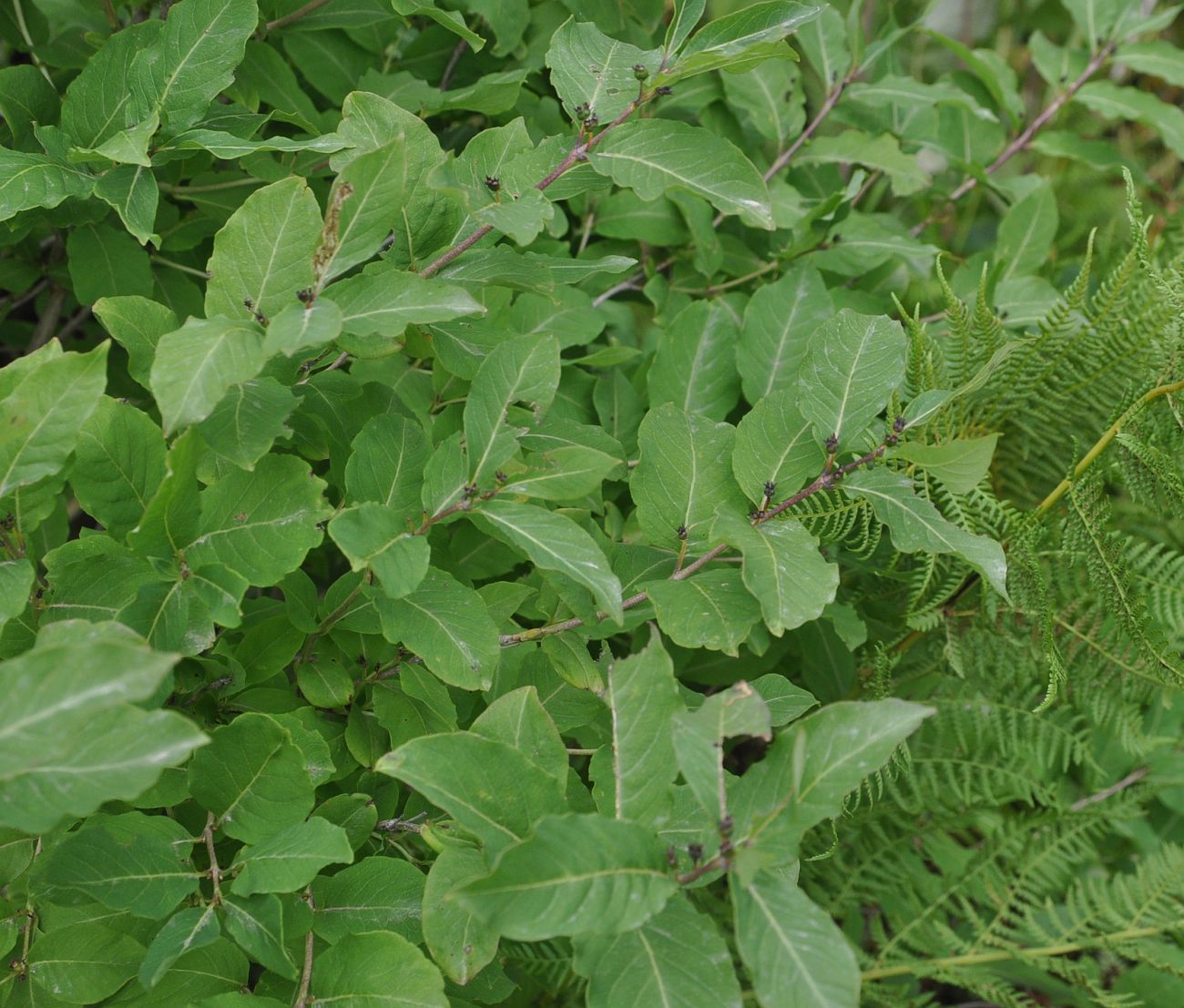 Image of Lonicera orientalis specimen.