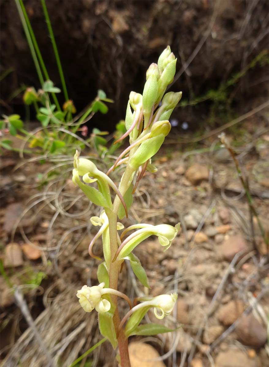 Изображение особи Satyrium odorum.