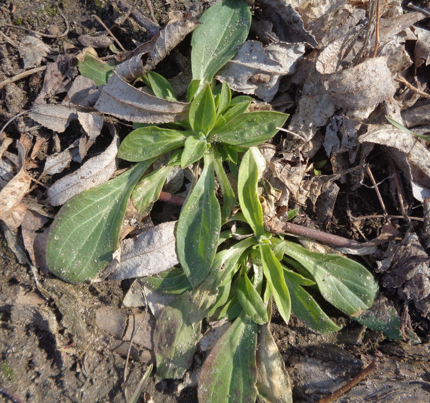 Image of genus Melandrium specimen.