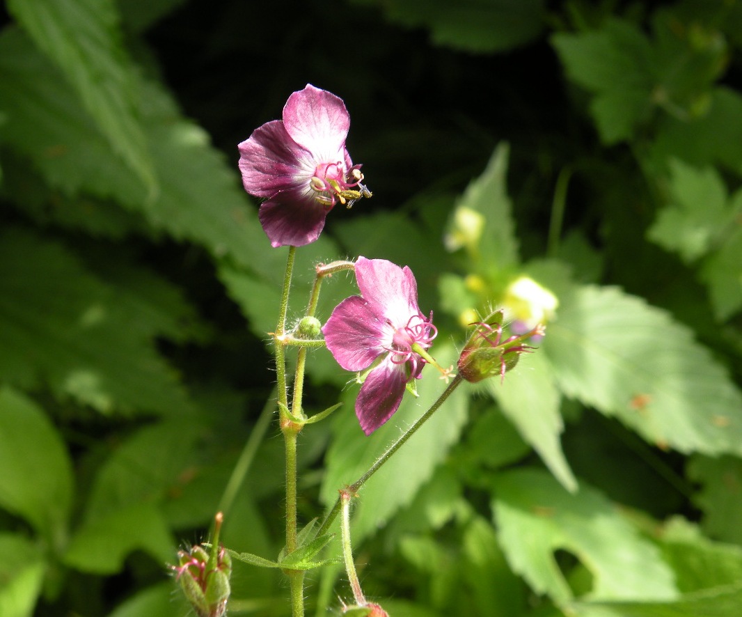 Изображение особи Geranium phaeum.