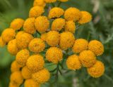 Tanacetum vulgare