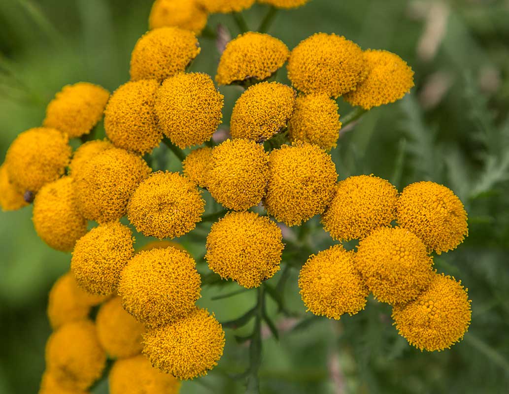 Image of Tanacetum vulgare specimen.