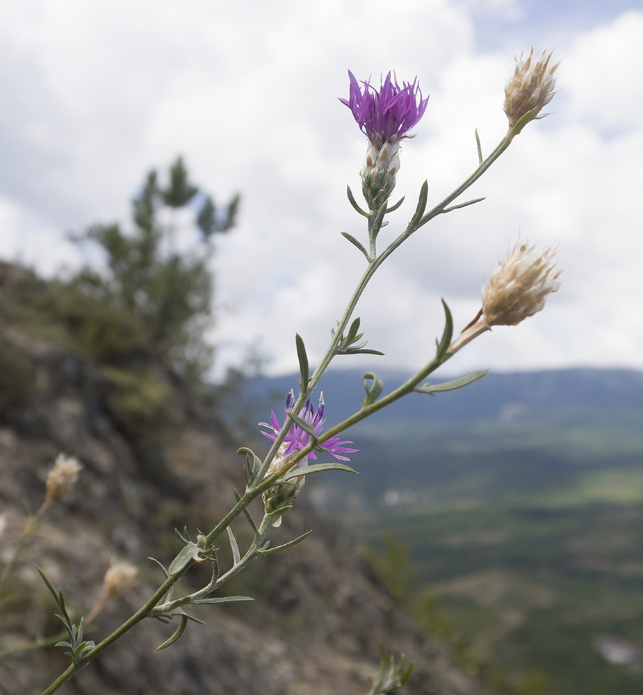 Image of Centaurea stankovii specimen.