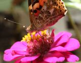 Смотреть изображение Zinnia elegans