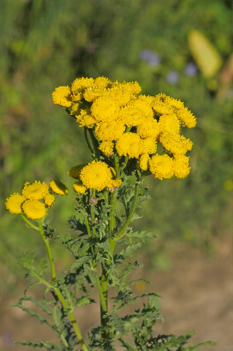 Image of Tanacetum vulgare specimen.