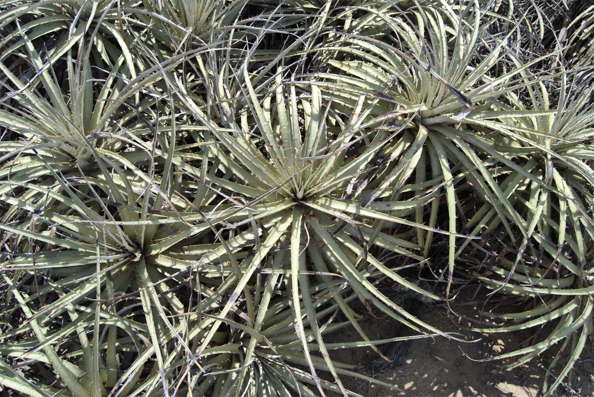 Image of Puya chilensis specimen.