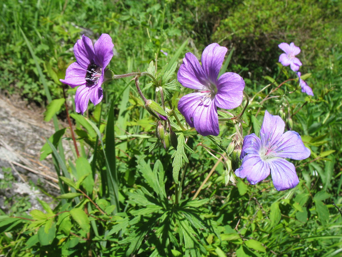 Image of Geranium laetum specimen.