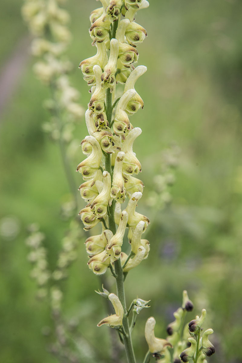 Image of Aconitum barbatum specimen.