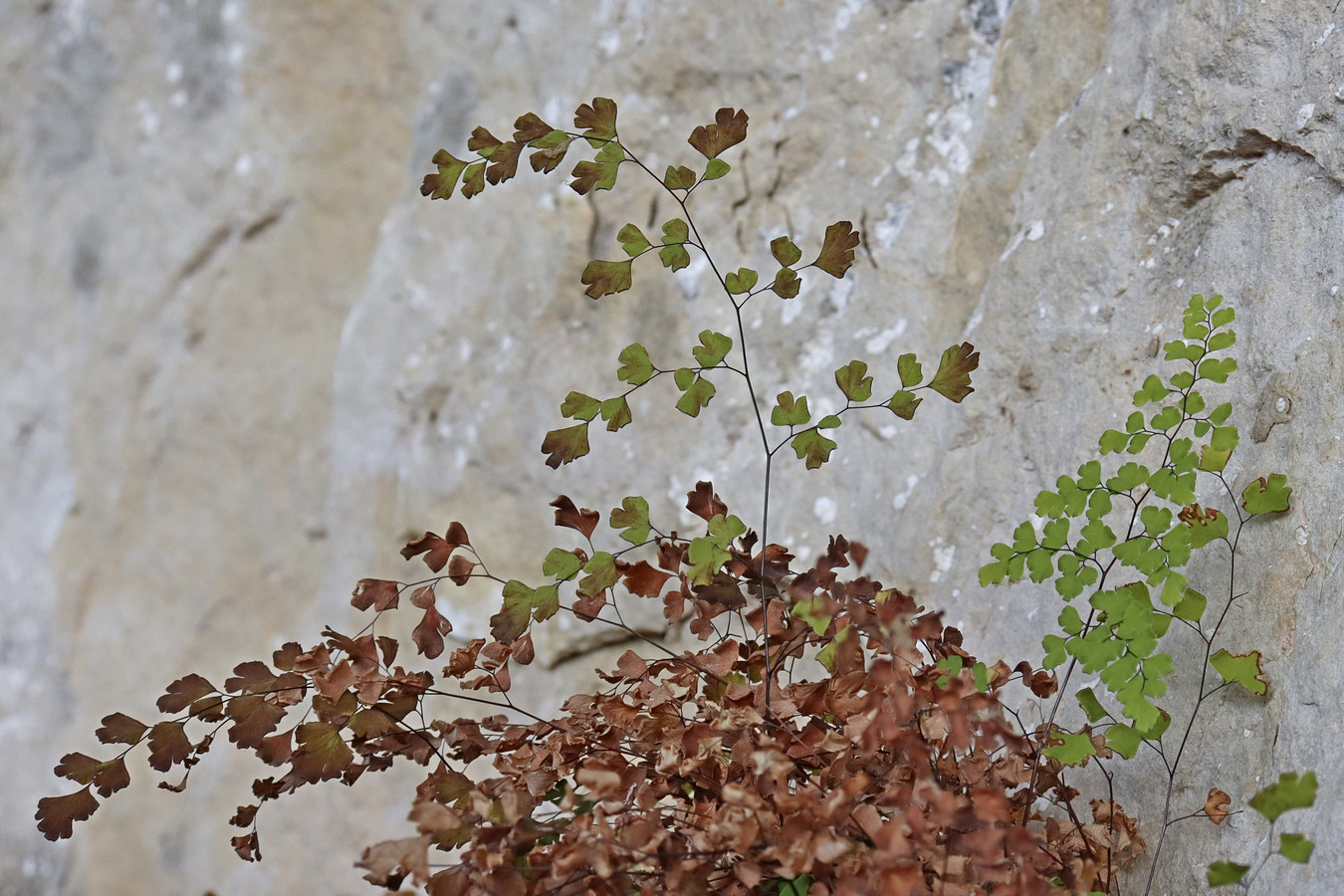 Image of Adiantum capillus-veneris specimen.