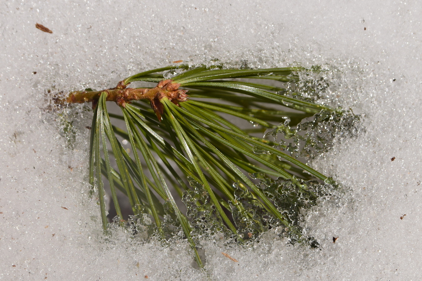 Image of Pinus koraiensis specimen.