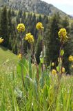 Ligularia altaica