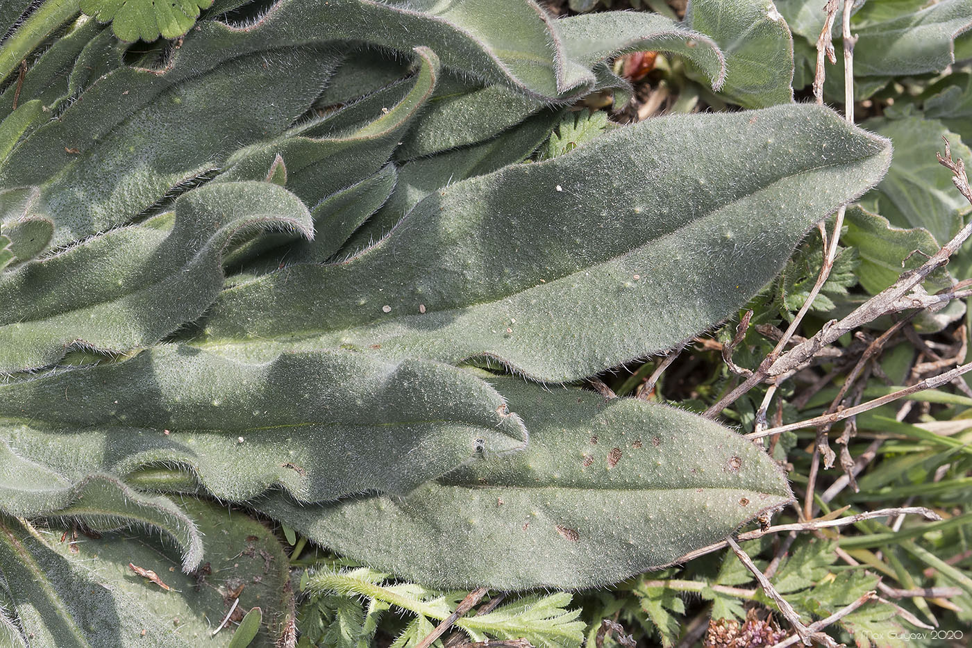 Image of genus Echium specimen.