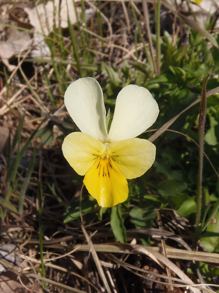 Image of Viola &times; contempta specimen.