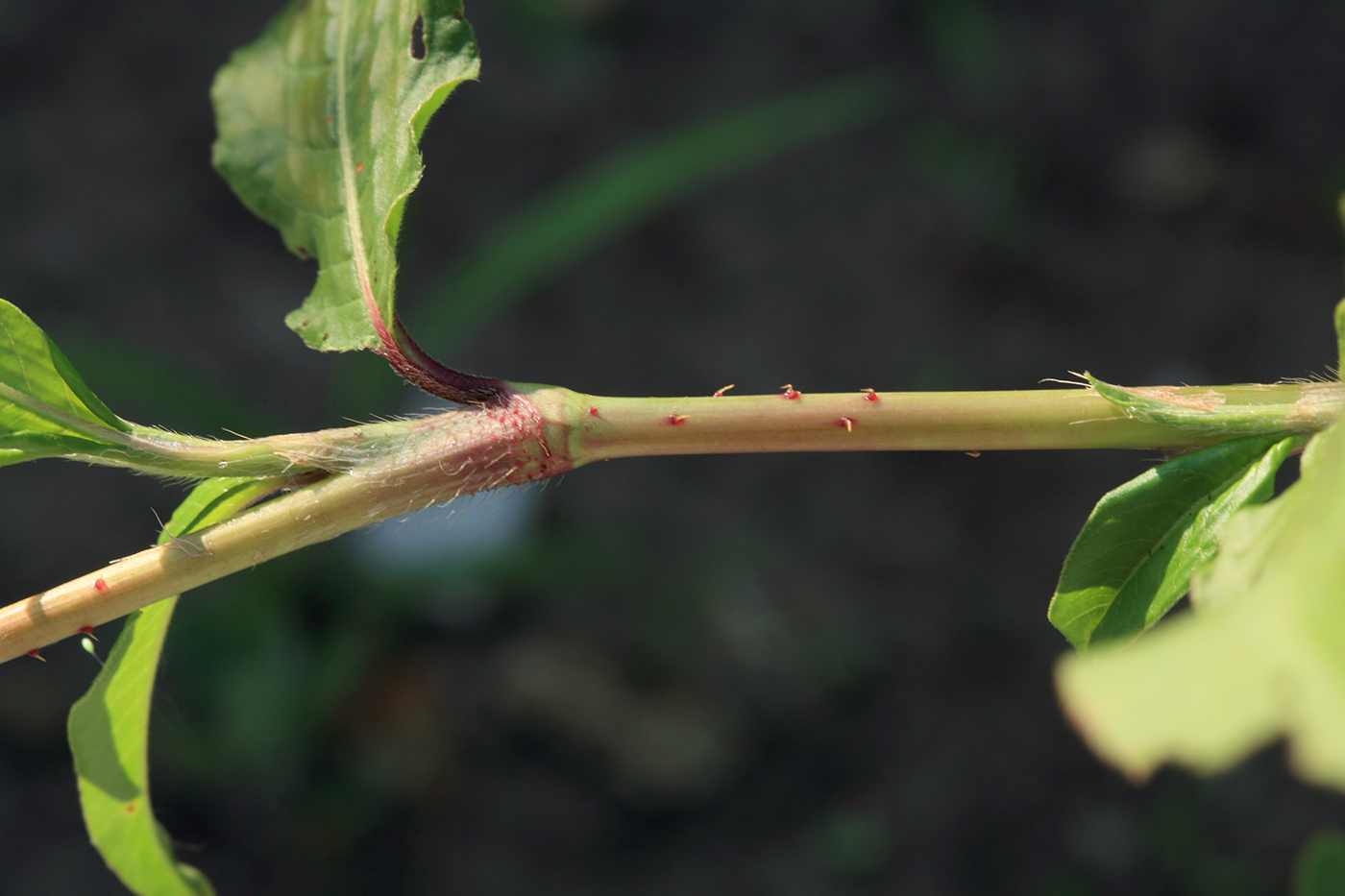 Image of Persicaria bungeana specimen.