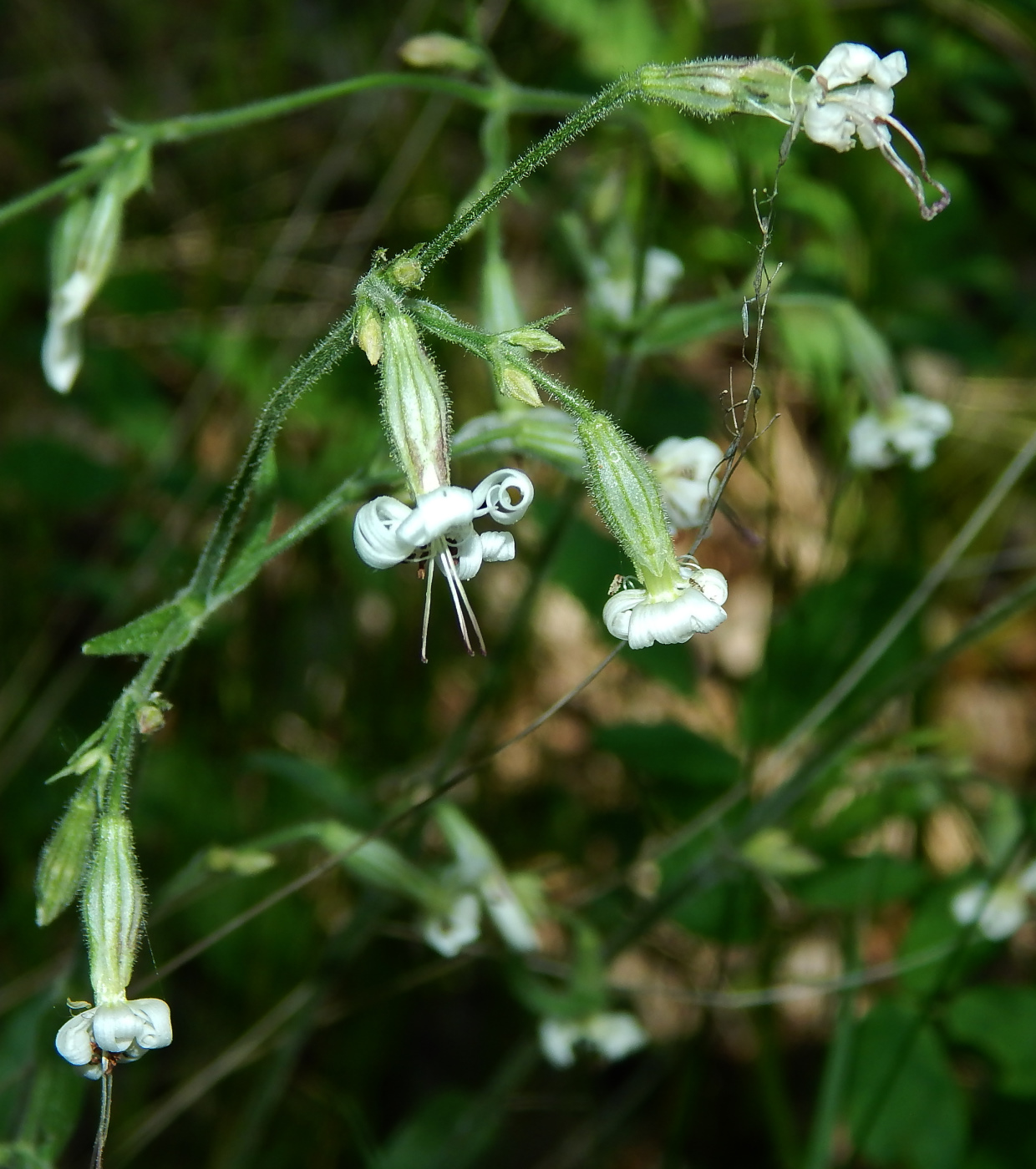 Image of Silene nutans specimen.