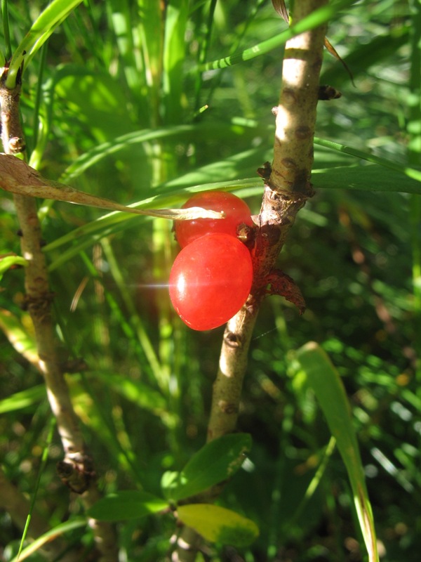 Image of Daphne mezereum specimen.