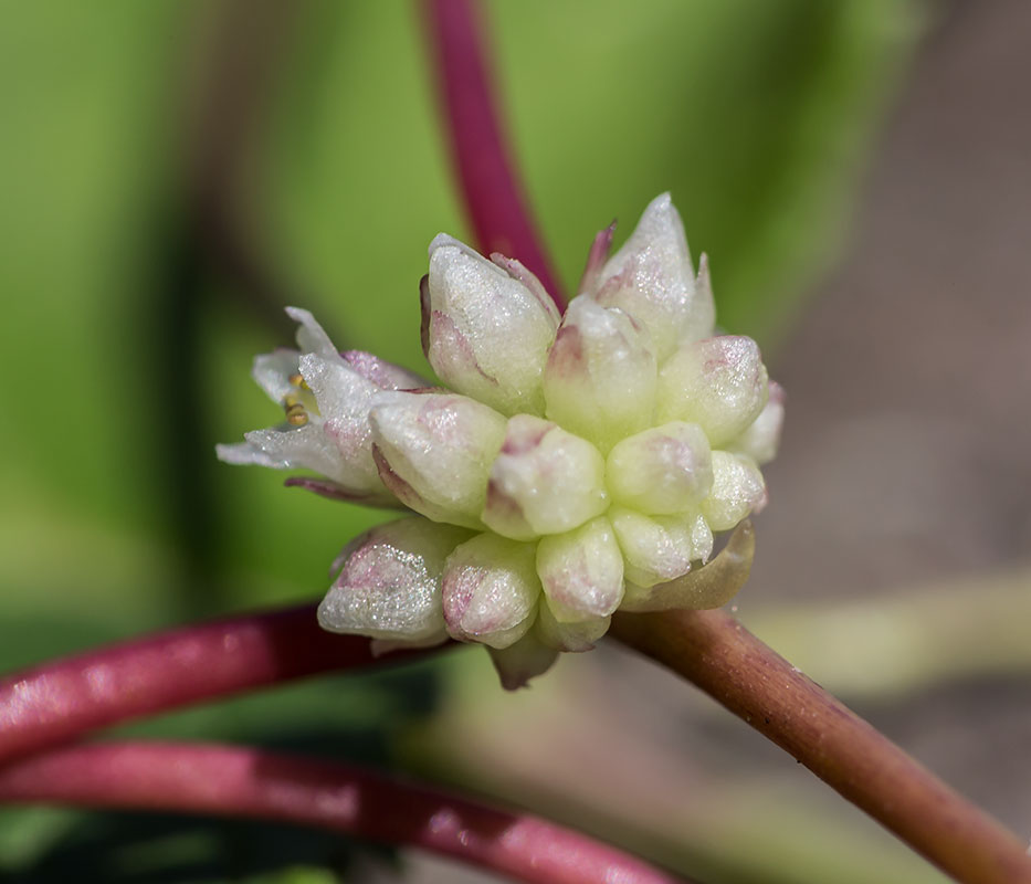 Image of Cuscuta europaea specimen.