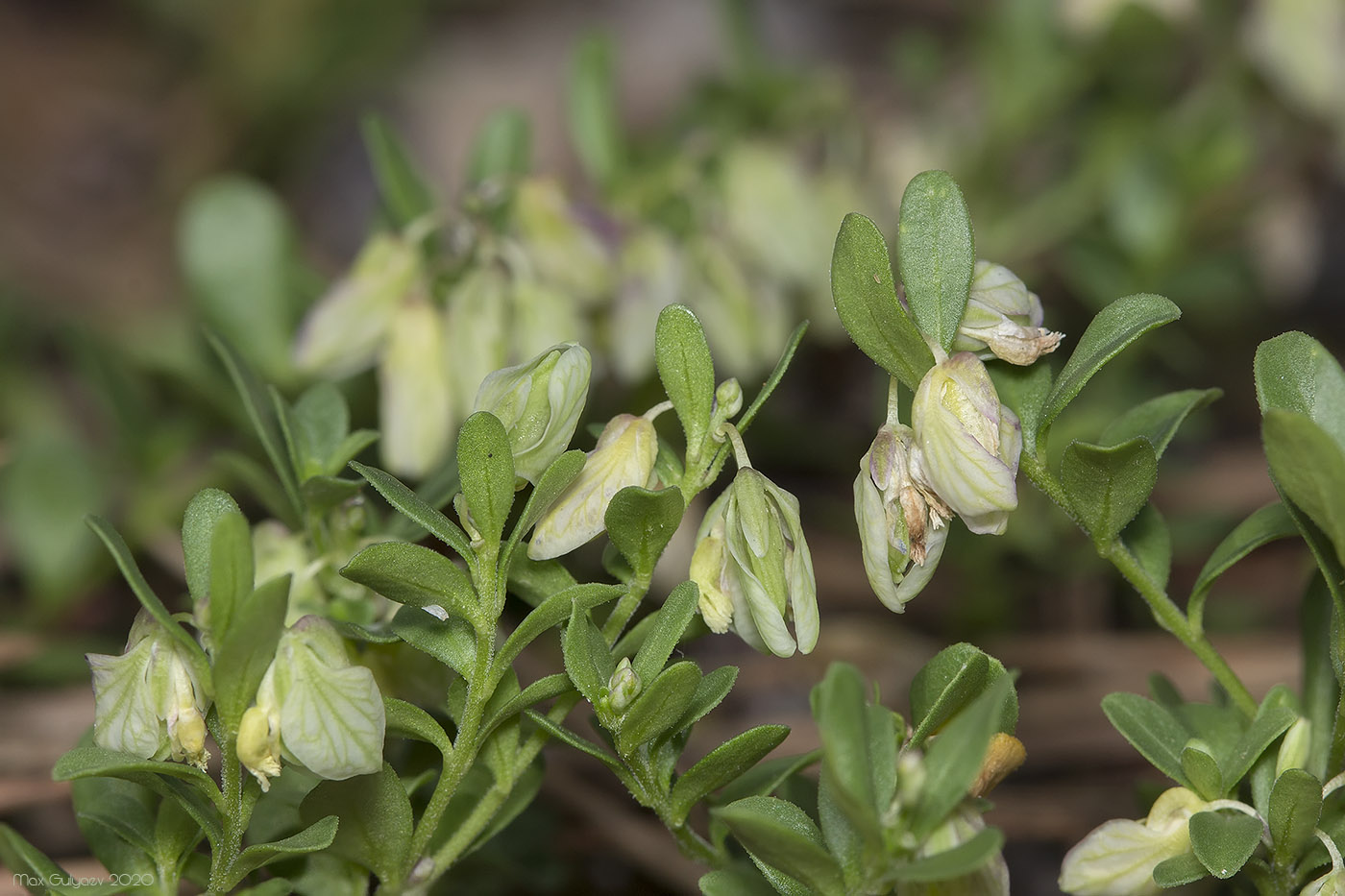 Image of Polygala supina specimen.