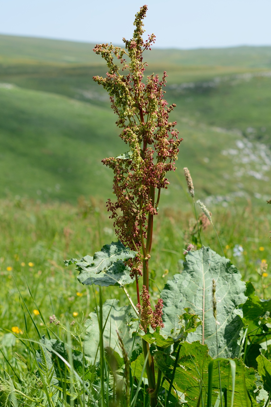 Image of Rumex alpinus specimen.