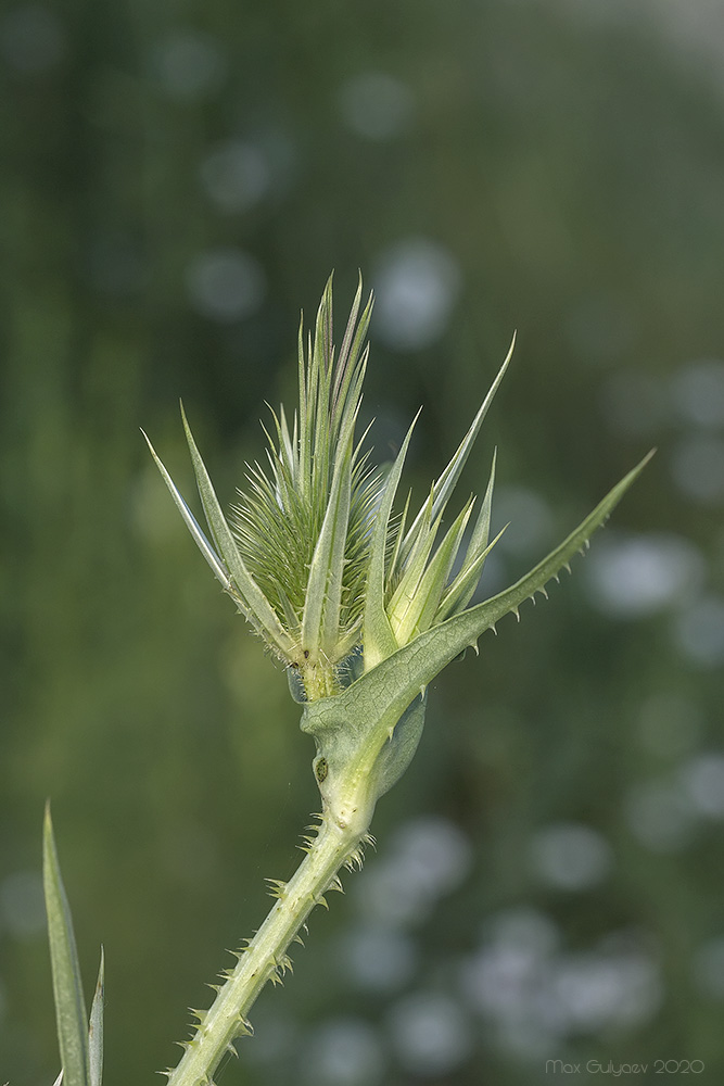 Image of Dipsacus laciniatus specimen.