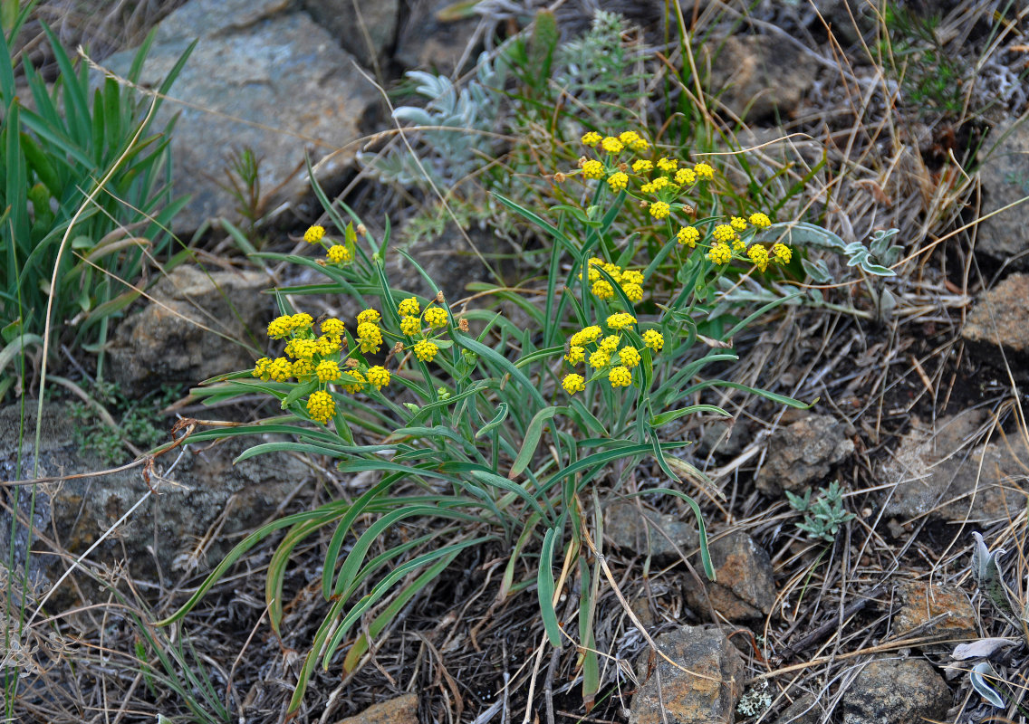 Image of Bupleurum multinerve specimen.