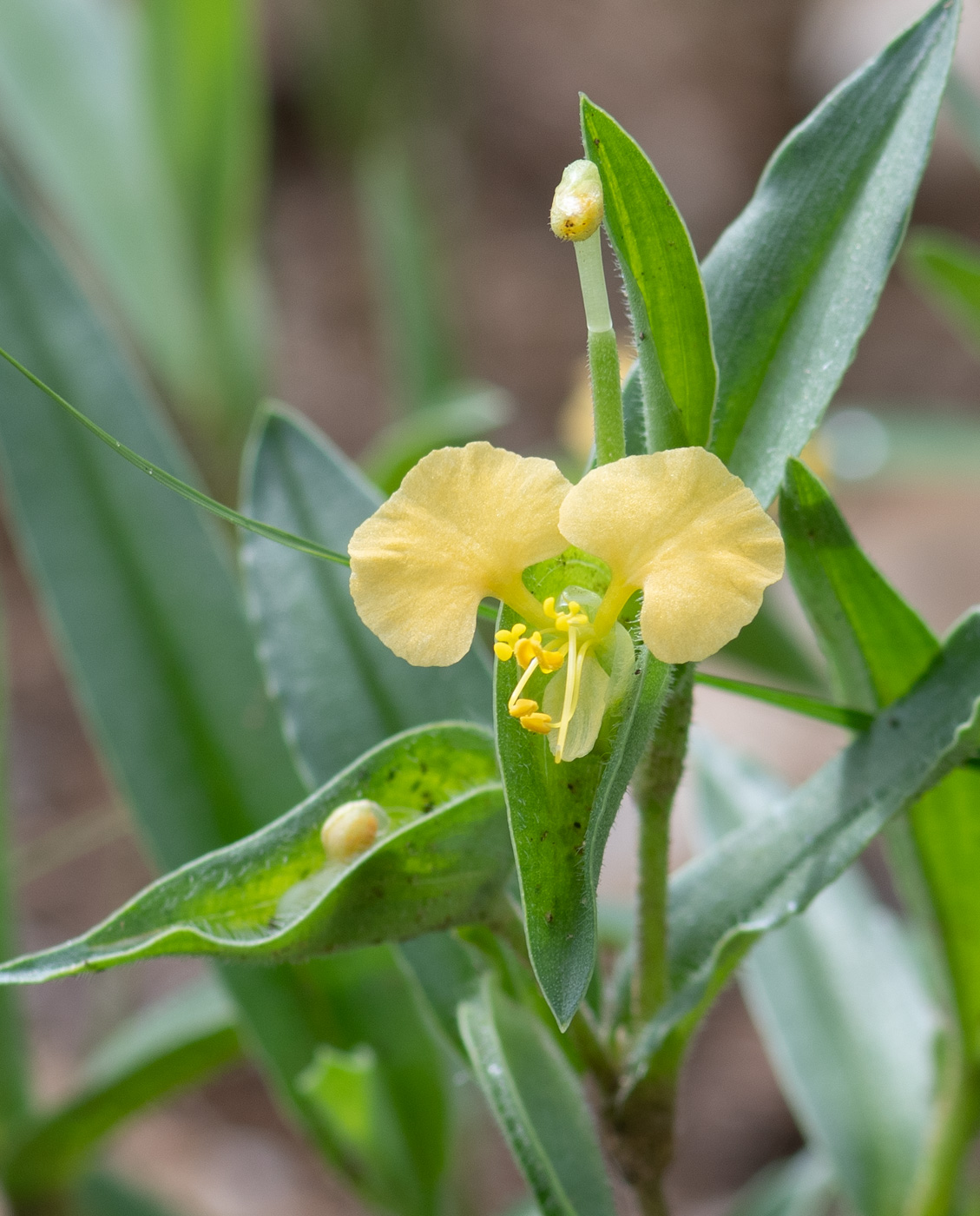 Изображение особи Commelina africana.