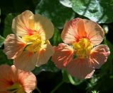 Tropaeolum majus. Цветки. Московская обл., Раменский р-н, окр. дер. Хрипань, садовый участок. 18.08.2020.