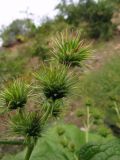 Cousinia pseudarctium. Корзинки перед началом цветения. Таджикистан, Хатлонская обл., Шамсиддин-Шохинский р-н, ущелье р. Ходжигалтон, днище временного водотока. 03.06.2018.