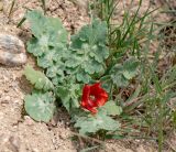 Glaucium elegans