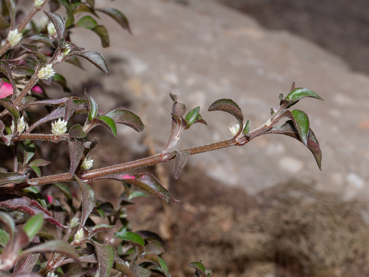 Image of Alternanthera ficoidea specimen.