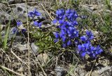 Polygala calcarea