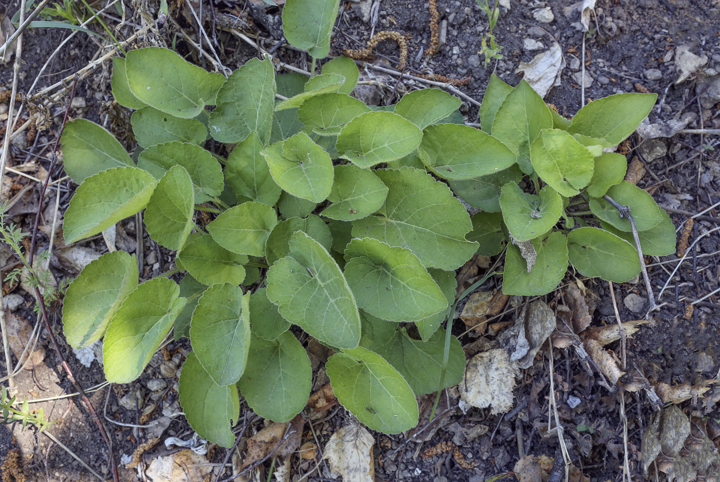 Image of Viola collina specimen.