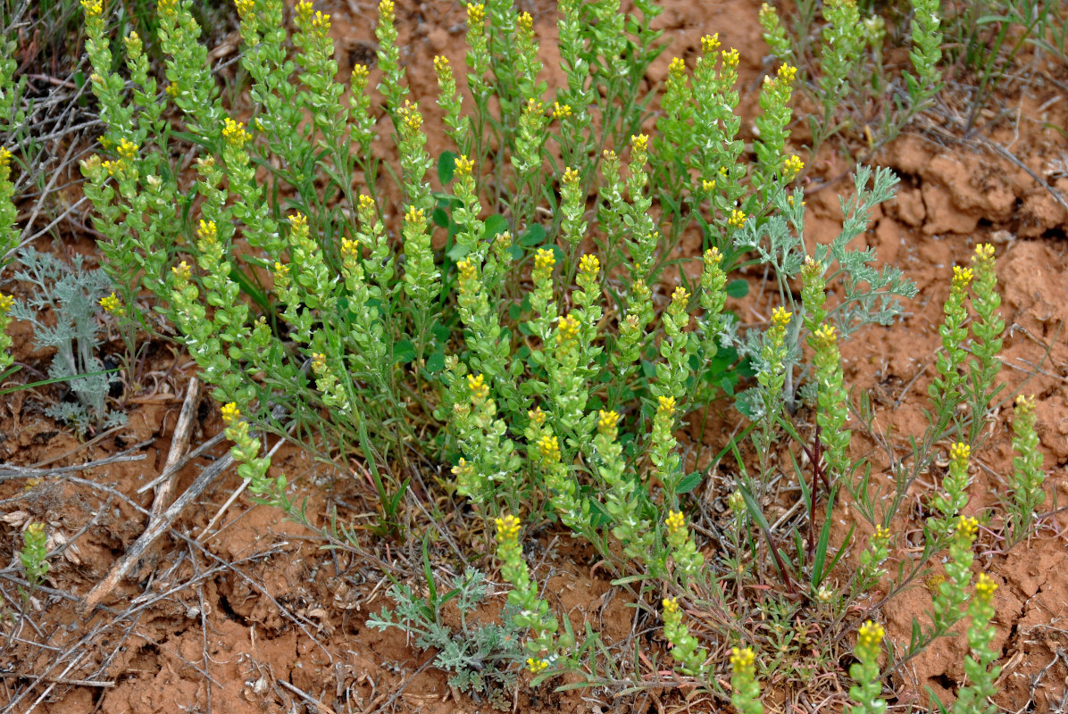 Image of Alyssum turkestanicum var. desertorum specimen.