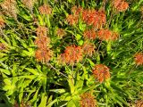 View full-size image Aloe andongensis