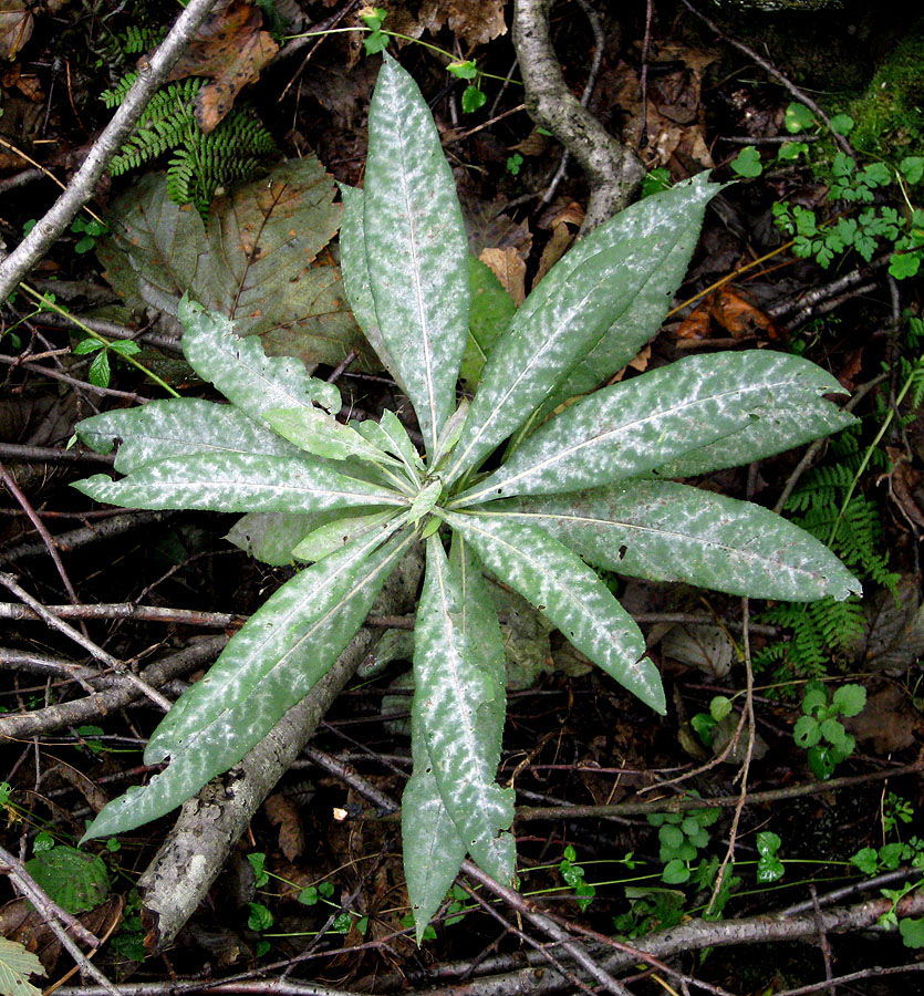 Image of Senecio ovatus specimen.