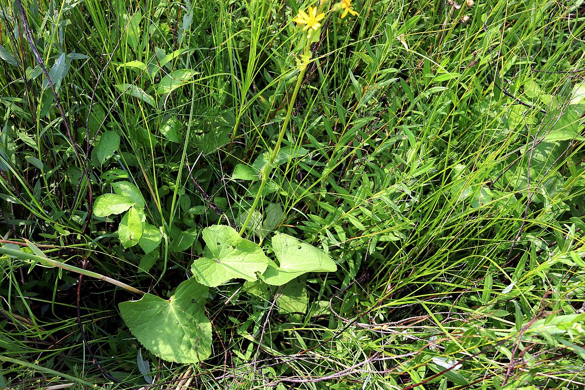 Изображение особи Ligularia lydiae.