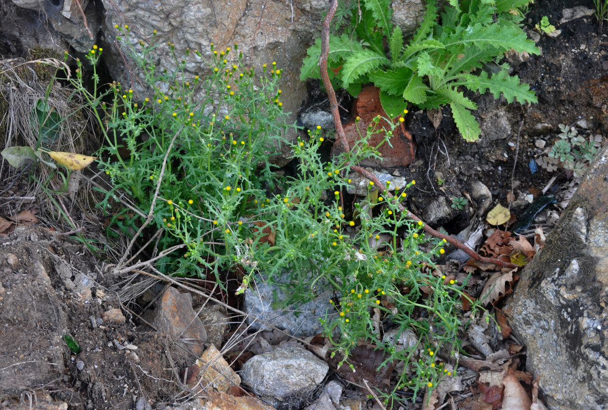 Изображение особи Senecio vulgaris.