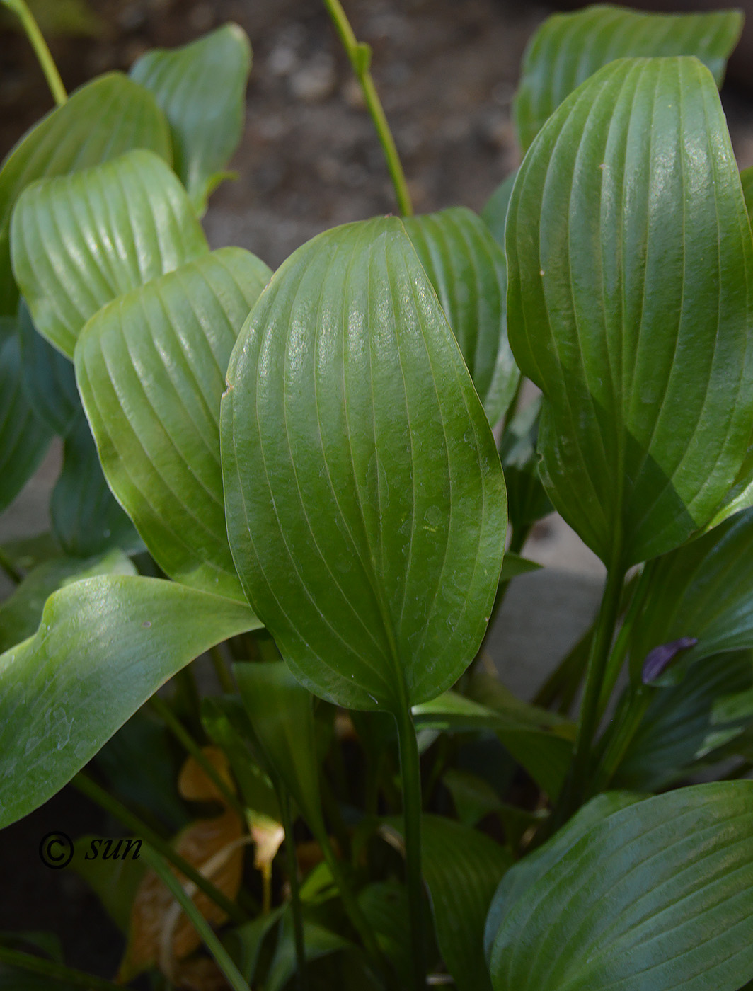 Изображение особи Hosta fortunei.