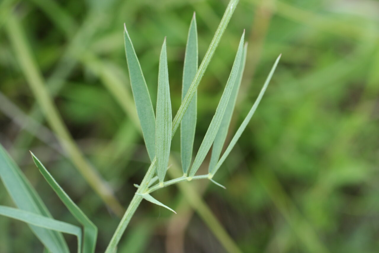 Изображение особи Lathyrus pallescens.