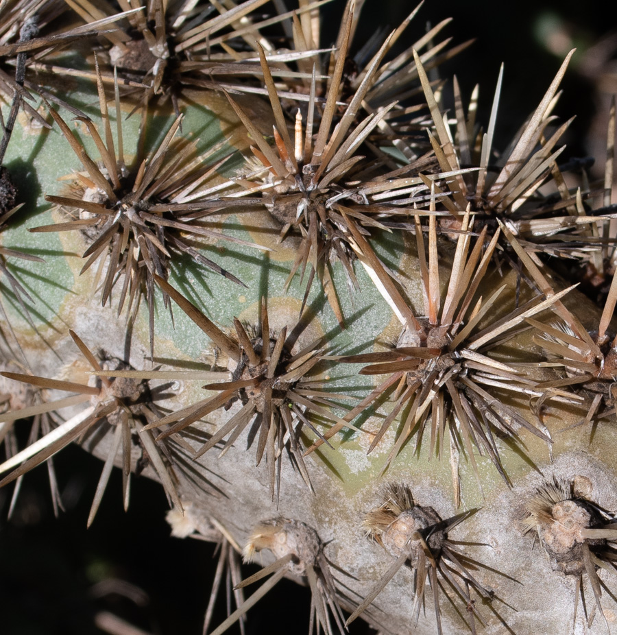 Image of Cylindropuntia cholla specimen.