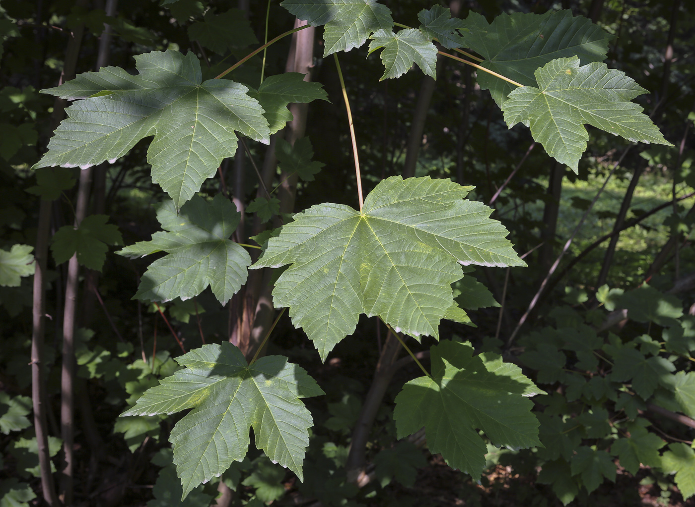 Изображение особи Acer pseudoplatanus.