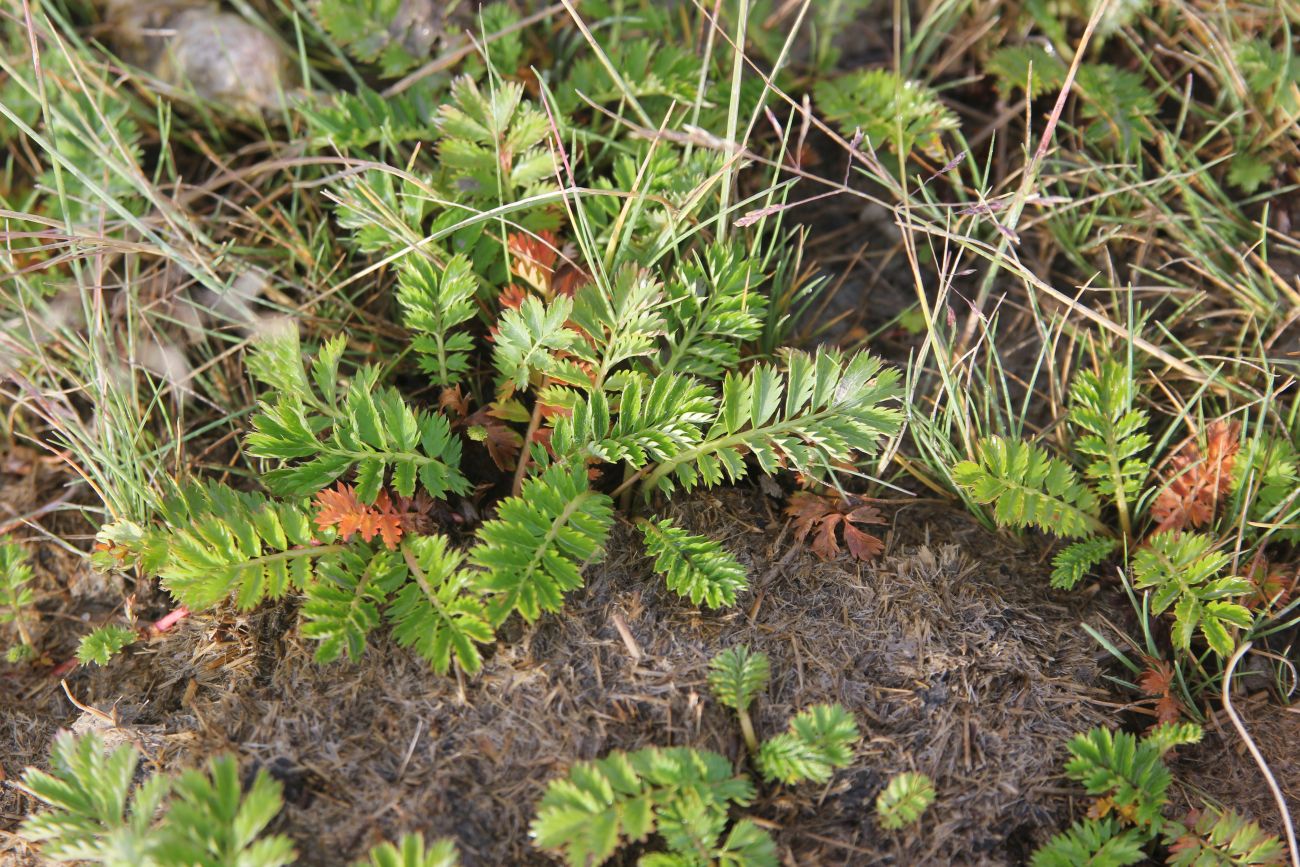 Image of Potentilla anserina specimen.